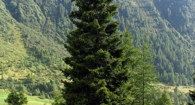 albero abies picea