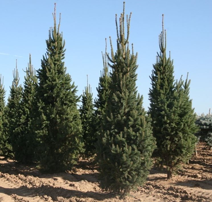 abete abies picea cupressina