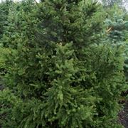 picea abies