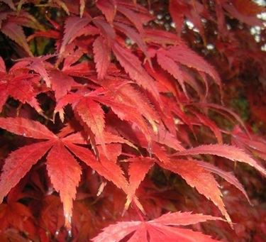 Acer palmatum