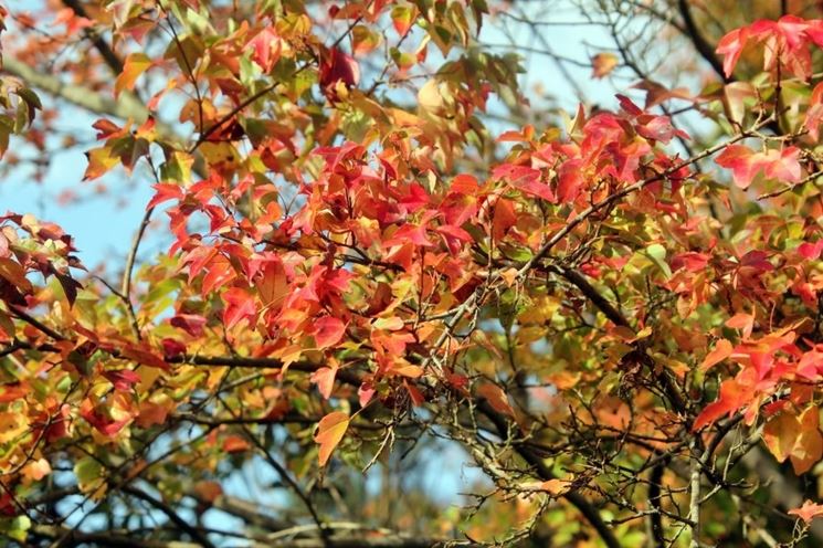 Acer buergerianum foglie