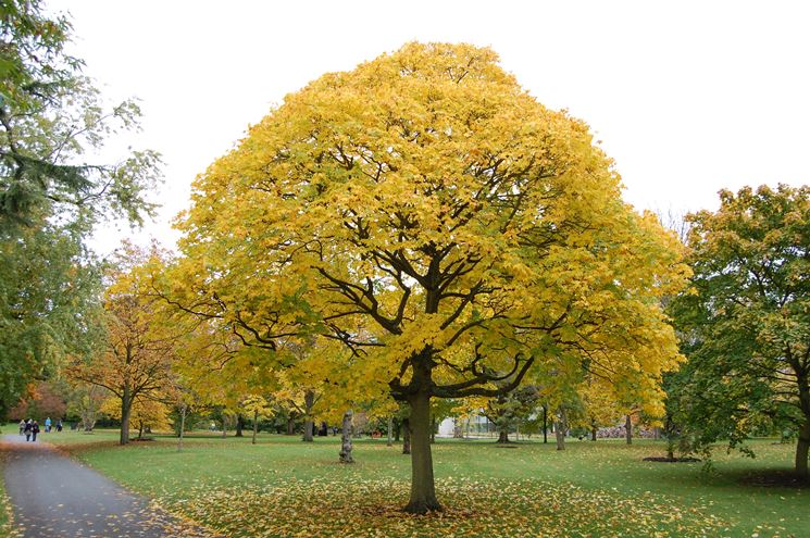 acero cappadocicum in autunno