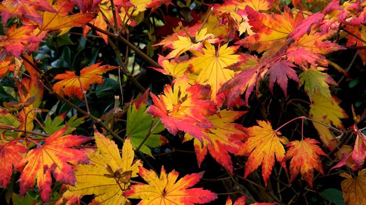 acer japonicum