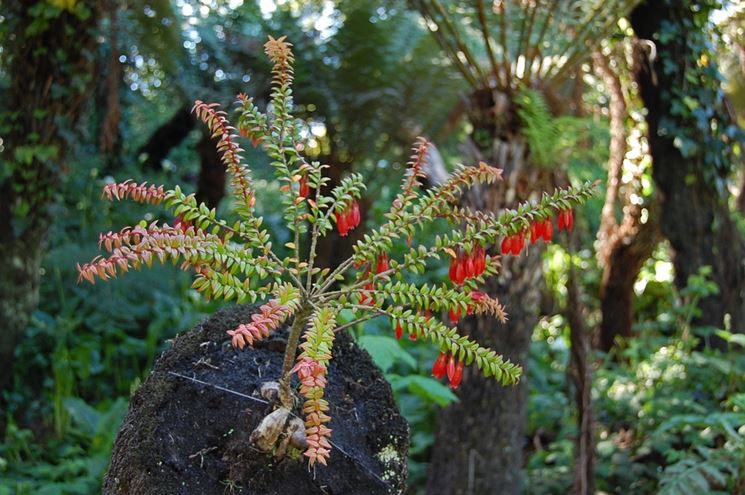 agapetes