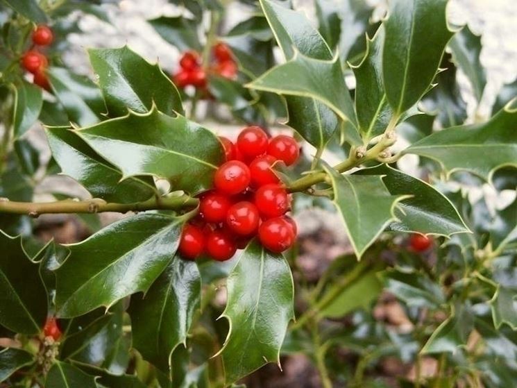 ilex aquifolium