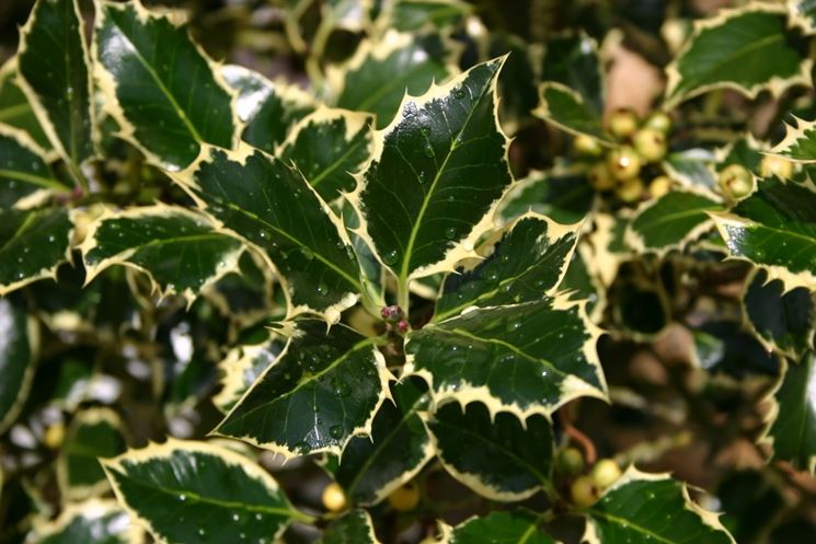 ilex aquilegifolium silver queen