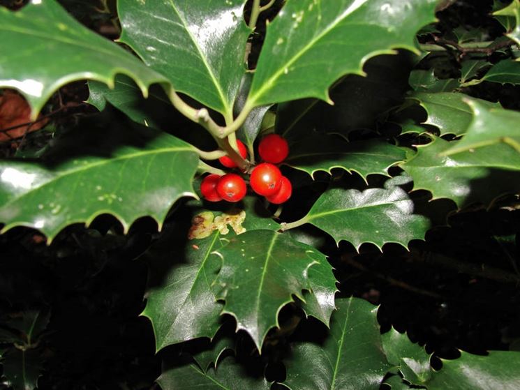 ilex aquifolium