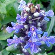 ajuga 