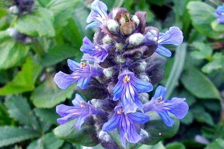 ajuga 