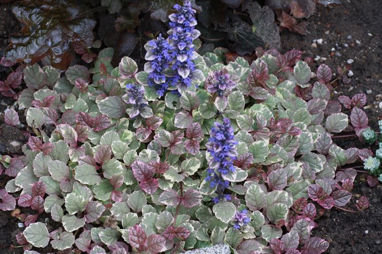 ajuga 