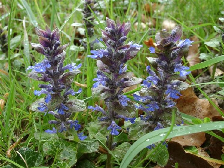 ajuga reptans