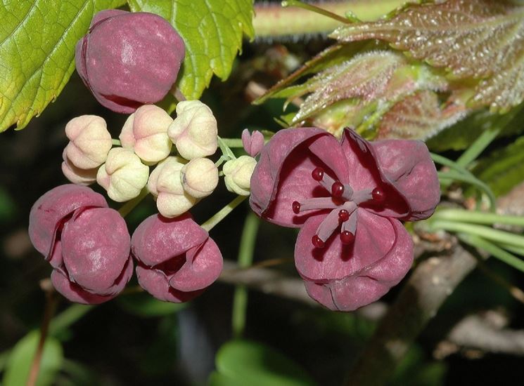 akebia quinata