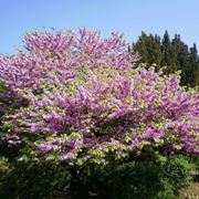 Cercis albero