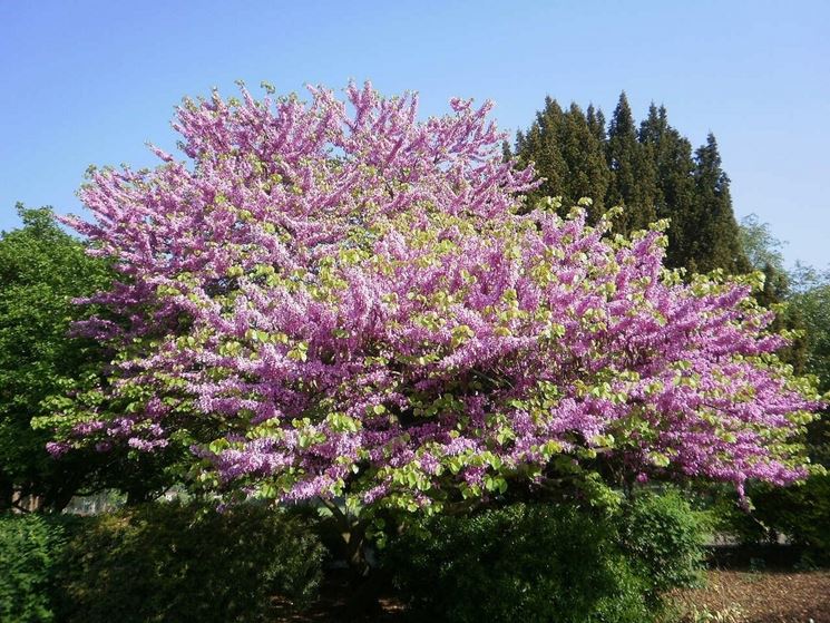 Una Curiosa Glicine Ciliegio Albero Di Giuda Una Curiosa Glicine Ciliegio Albero Di Giuda