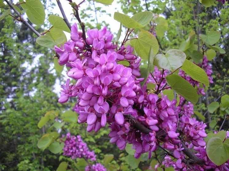 Albero di Giuda - Cercis siliquastrum - Cercis ...