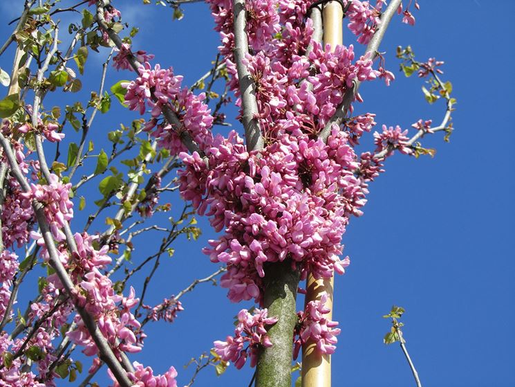 Cercis particolare ramo