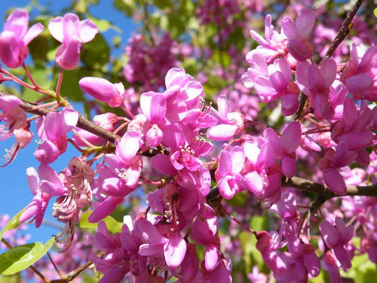 cercis siliquastrum