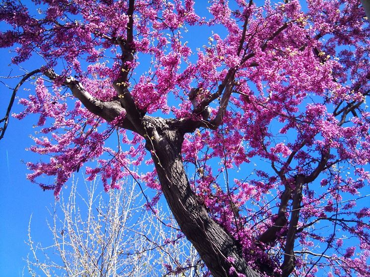 ALBERO DI GIUDA