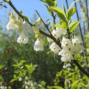 Halesia carolina