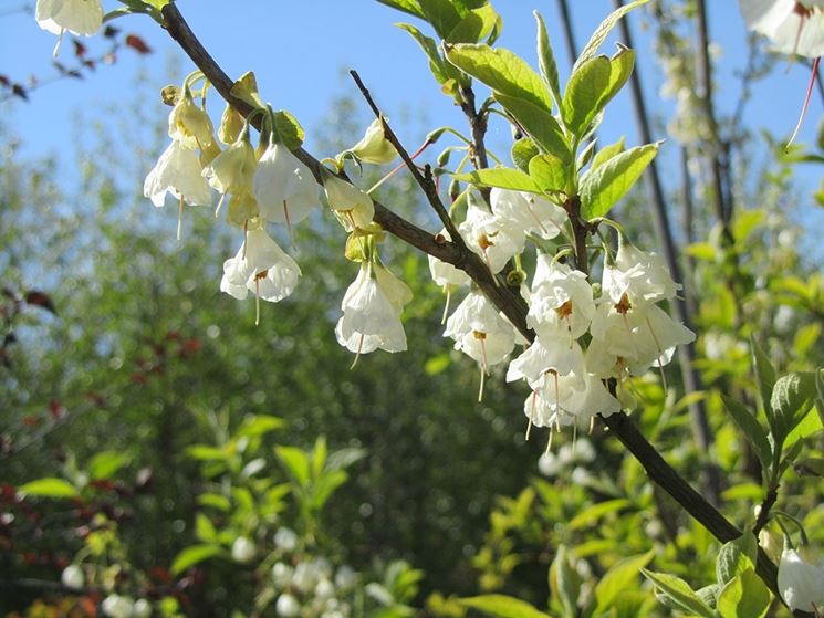 Halesia carolina