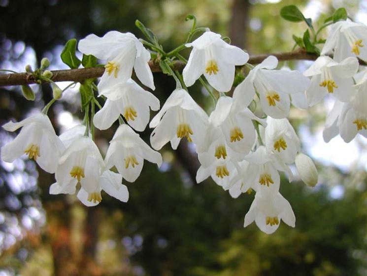 Halesia