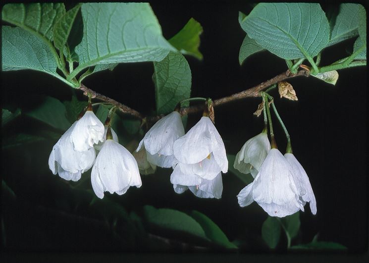 halesia