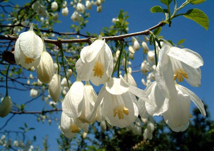 halesia