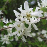 Amelanchier 