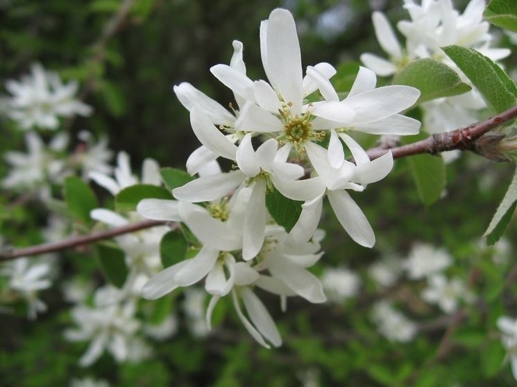 Amelanchier 