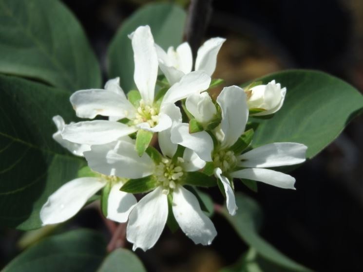 Amelanchier 