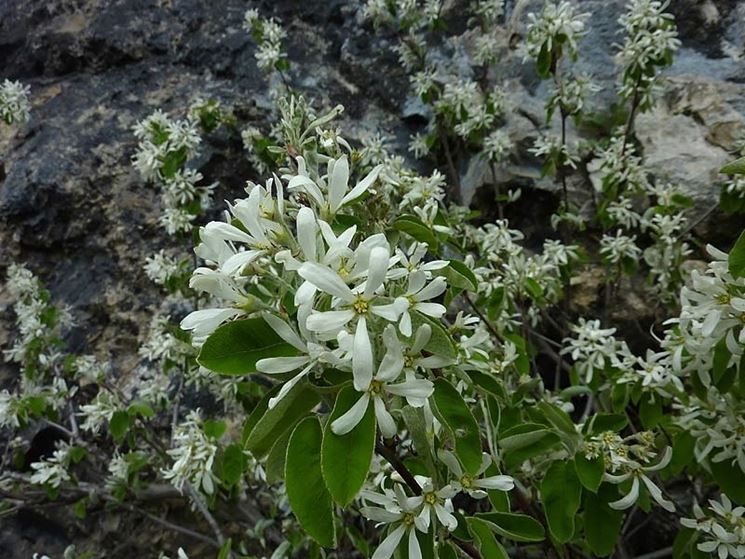 amelanchier