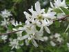 Amelanchier 