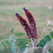 Amorpha 