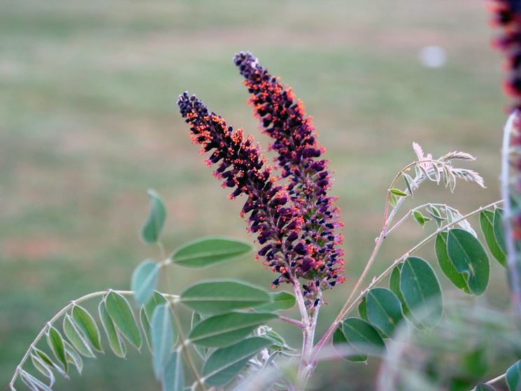 Amorpha
