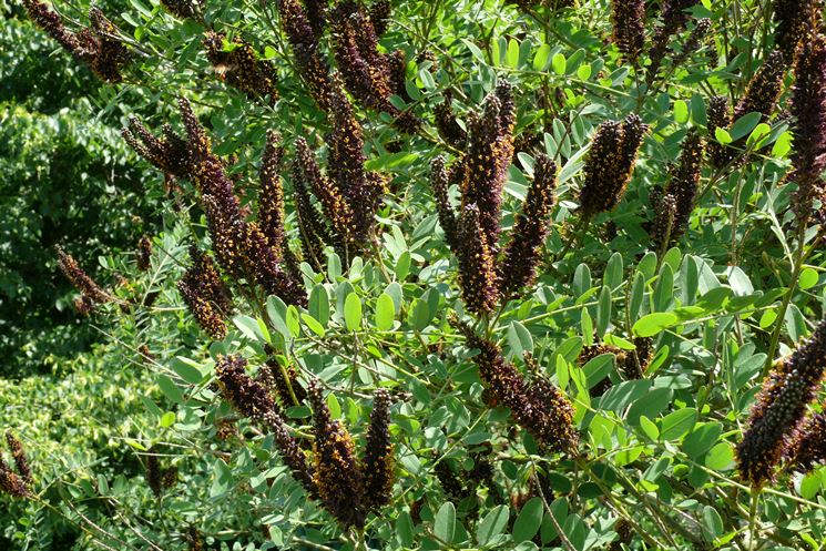 Amorpha 