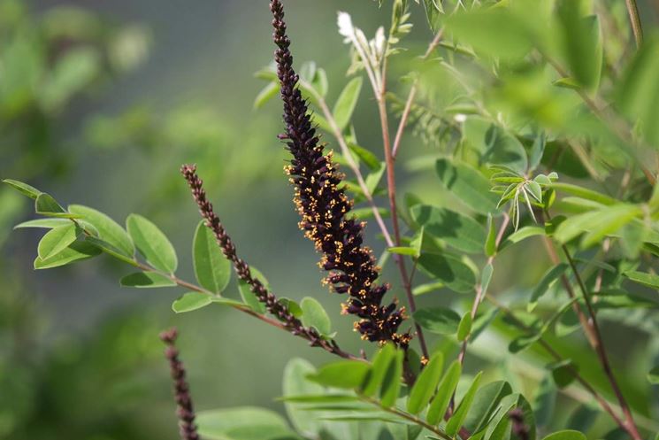 amorpha fruticosa