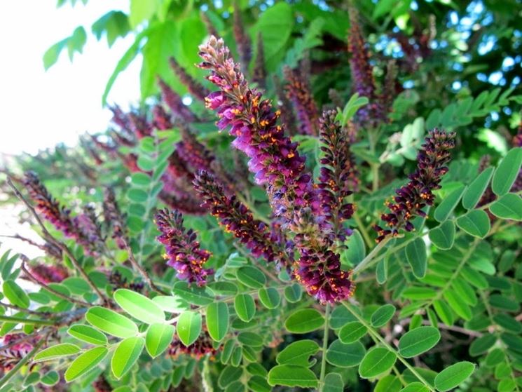 amorpha fruticosa