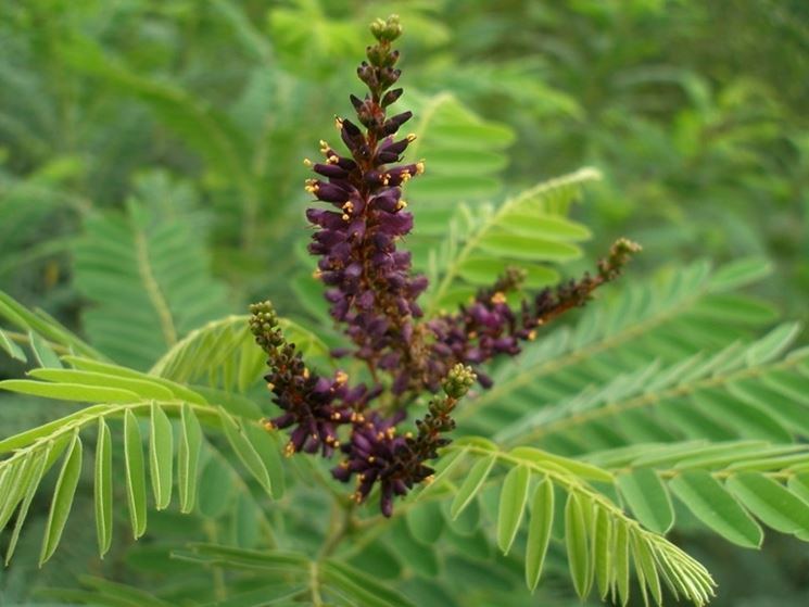 amorpha fruticosa