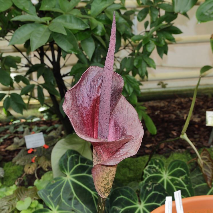 Amorphophallus 