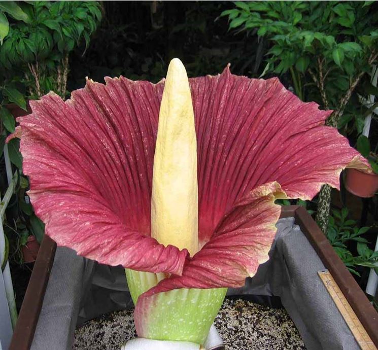 Amorphophallus 