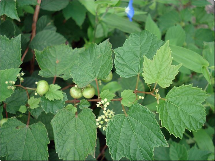 ampelopsis brevipedunculata