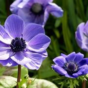 Anemone coronaria 