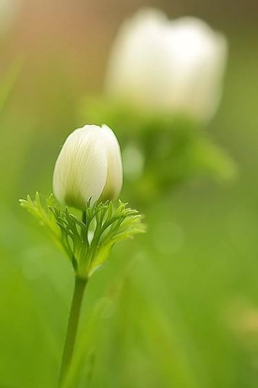 anemoni