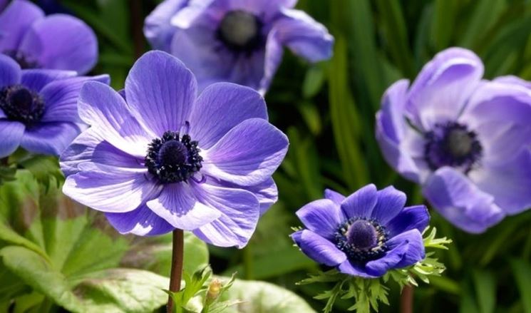 Anemone coronaria