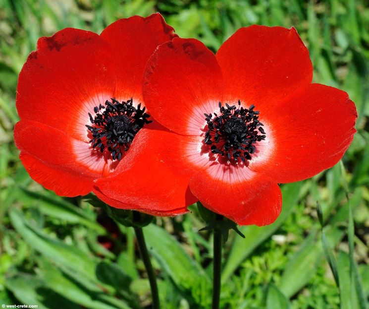 Anemone coronaria 