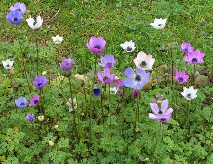 anemone coronaria alba plena