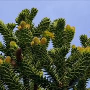 Araucaria araucana