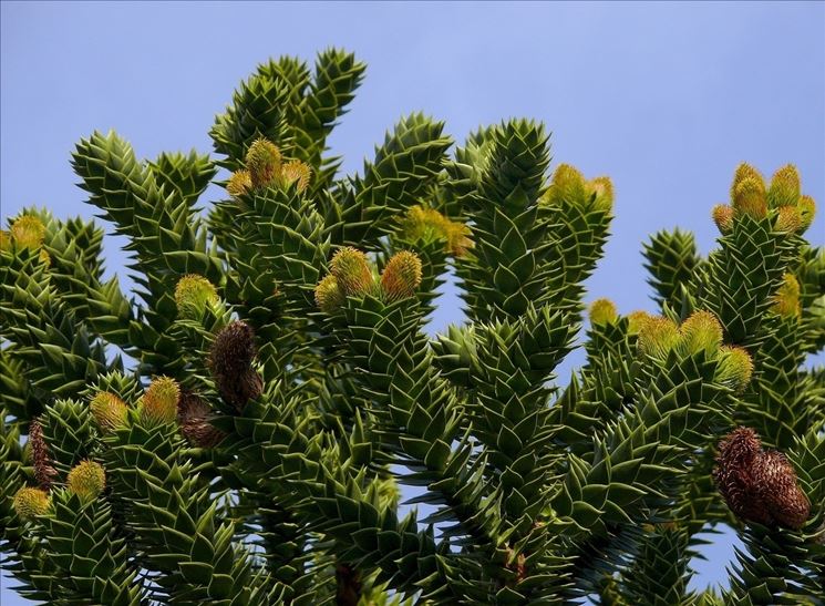 Araucaria araucana