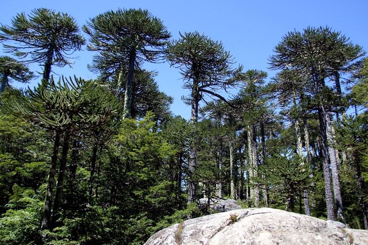 piante di Araucaria