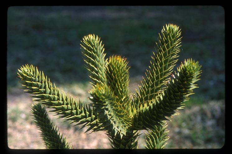 Araucaria 